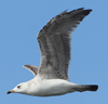 Larus armenicus